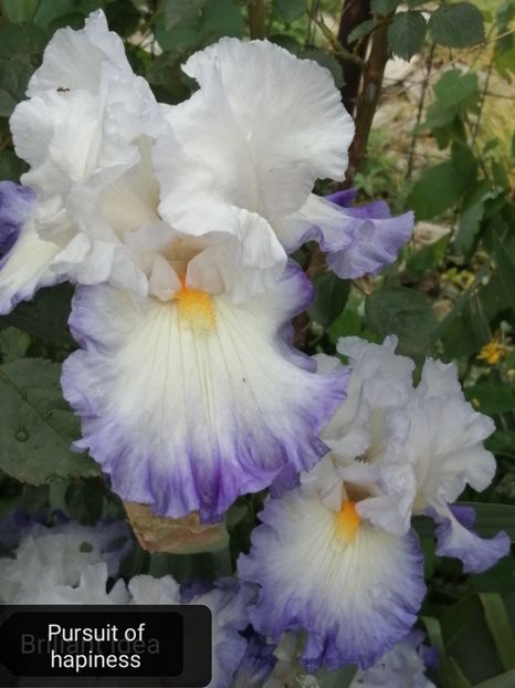  - Iriși înalți 15 lei