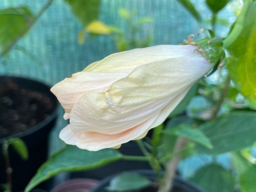  - Clasici - Apricot Dublu și Alb Dublu