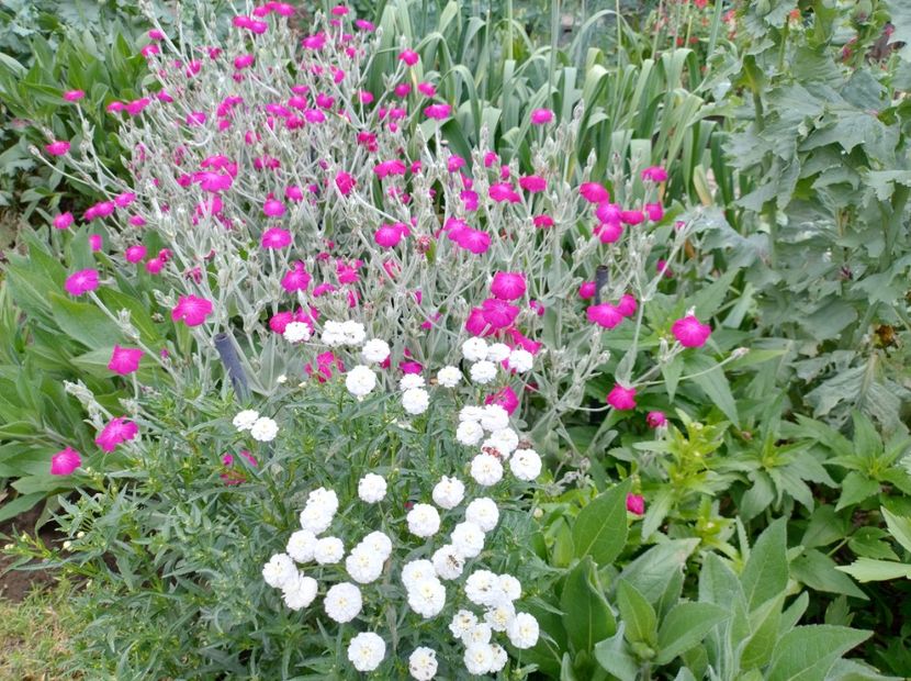  - Flori de gradină-2024