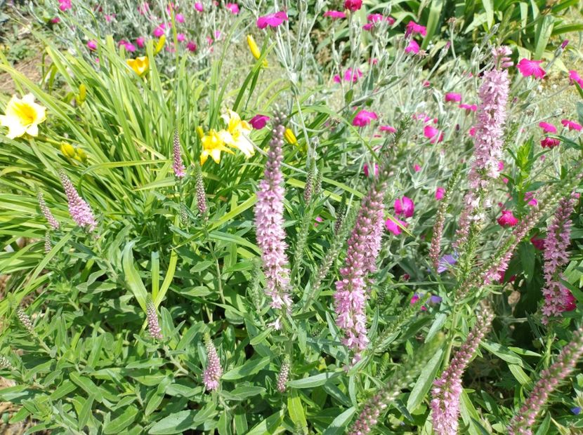  - Flori de gradină-2024