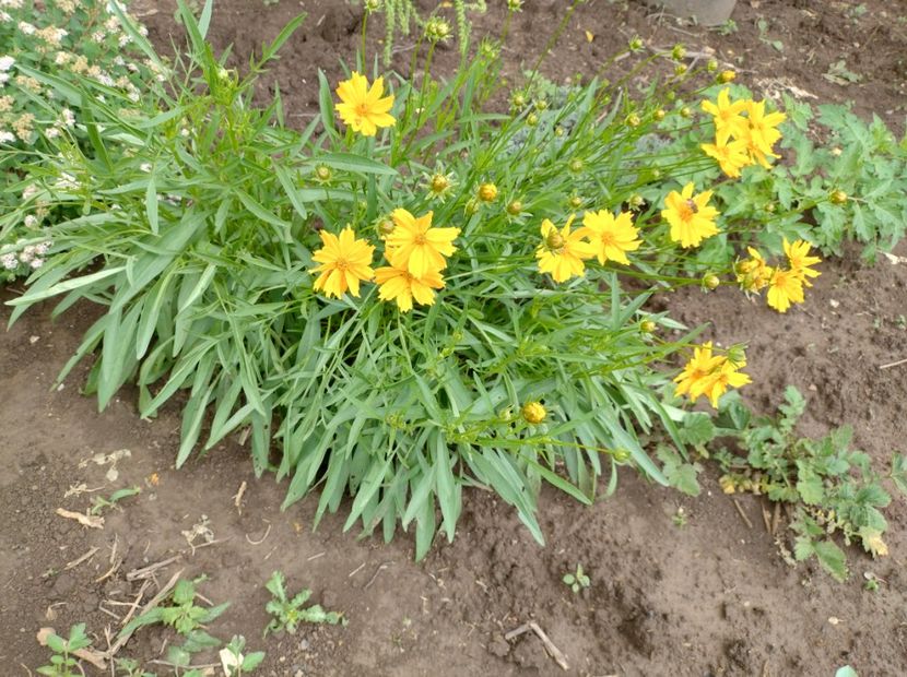  - Flori de gradină-2024