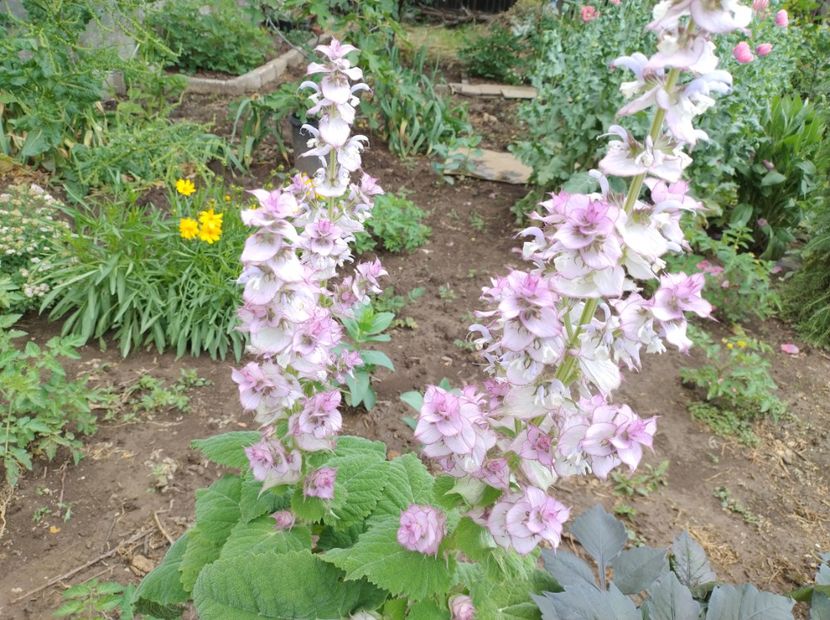  - Flori de gradină-2024