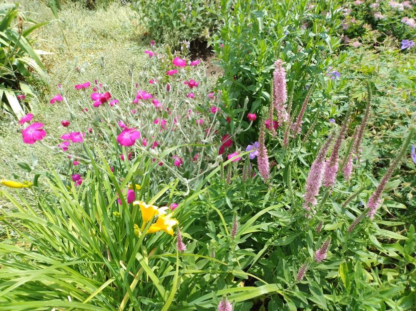  - Flori de gradină-2024