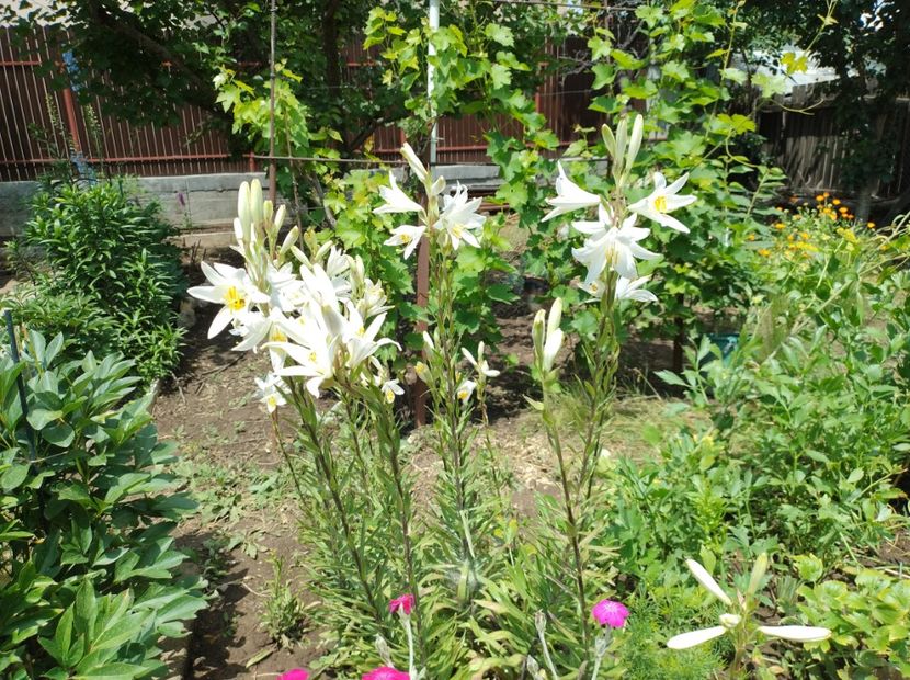  - Flori de gradină-2024