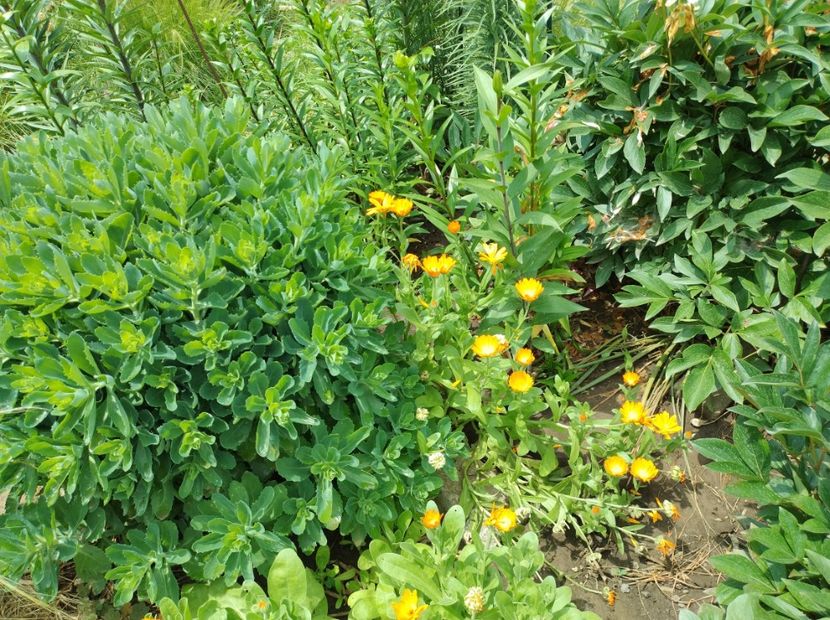  - Flori de gradină-2024