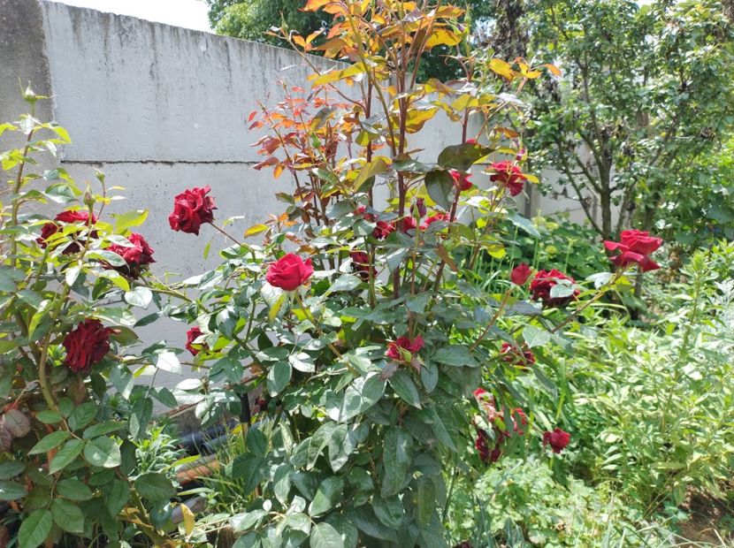  - Flori de gradină-2024