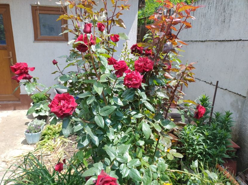  - Flori de gradină-2024