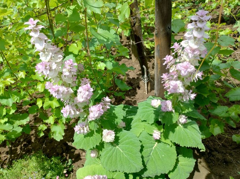  - Flori de gradină-2024