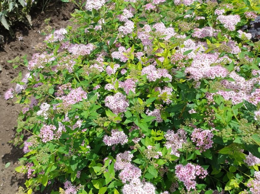  - Flori de gradină-2024