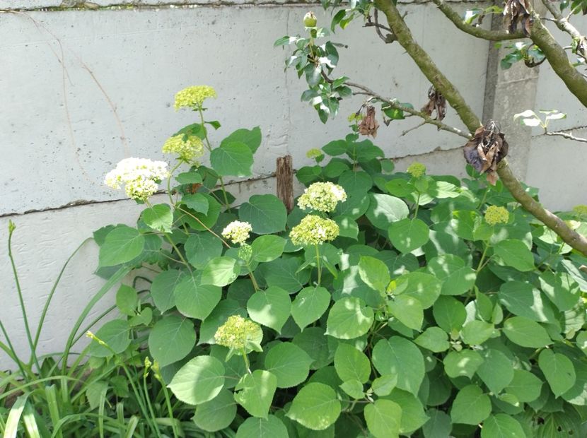  - Flori de gradină-2024