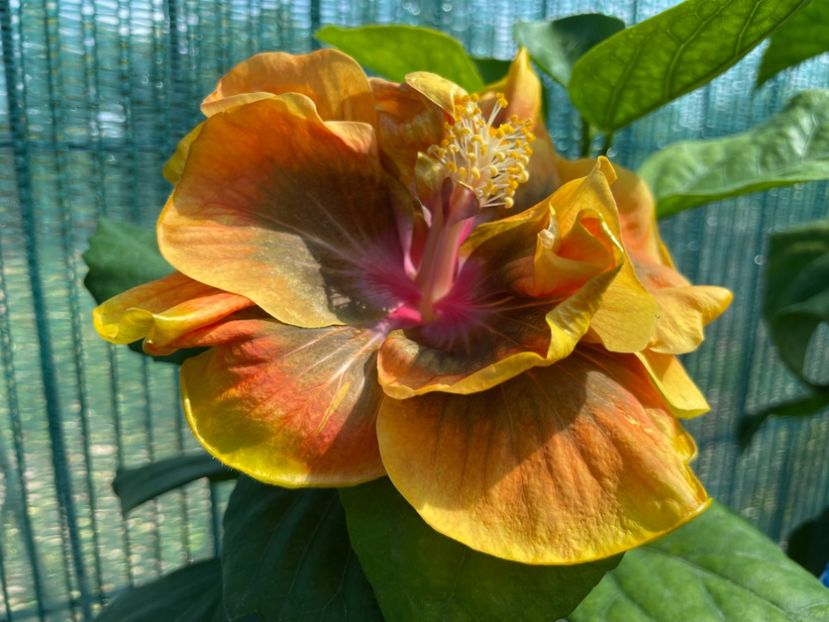  - Chi s garden Forest Rhapsody