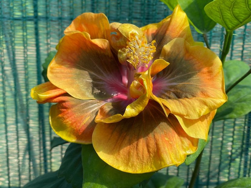  - Chi s garden Forest Rhapsody