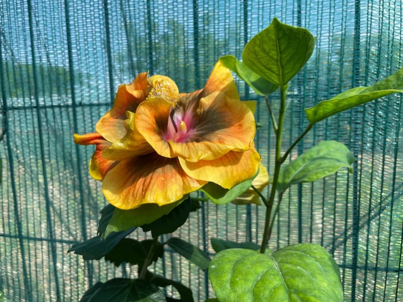  - Chi s garden Forest Rhapsody