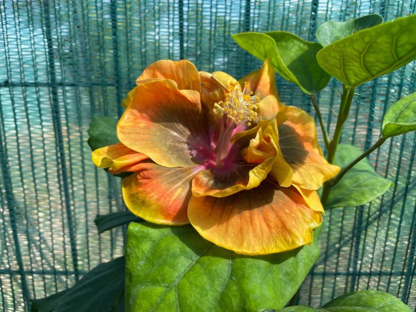  - Chi s garden Forest Rhapsody