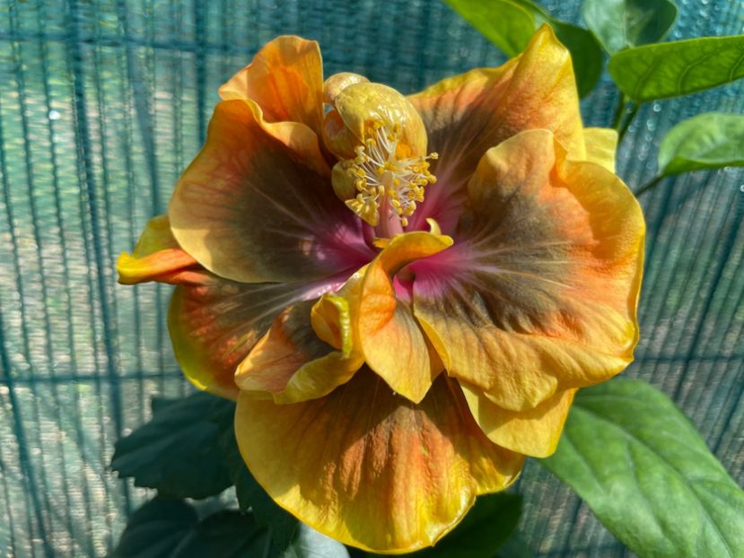  - Chi s garden Forest Rhapsody