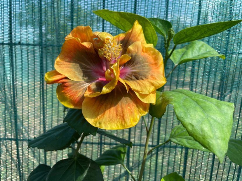  - Chi s garden Forest Rhapsody