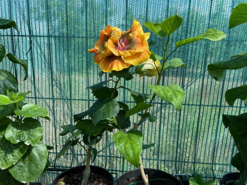  - Chi s garden Forest Rhapsody