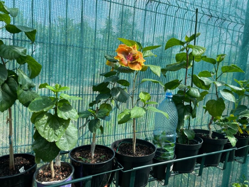  - Chi s garden Forest Rhapsody