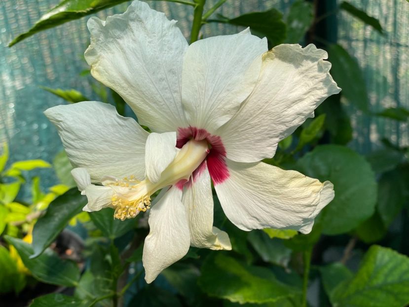  - Clasici - Apricot Dublu și Alb Dublu