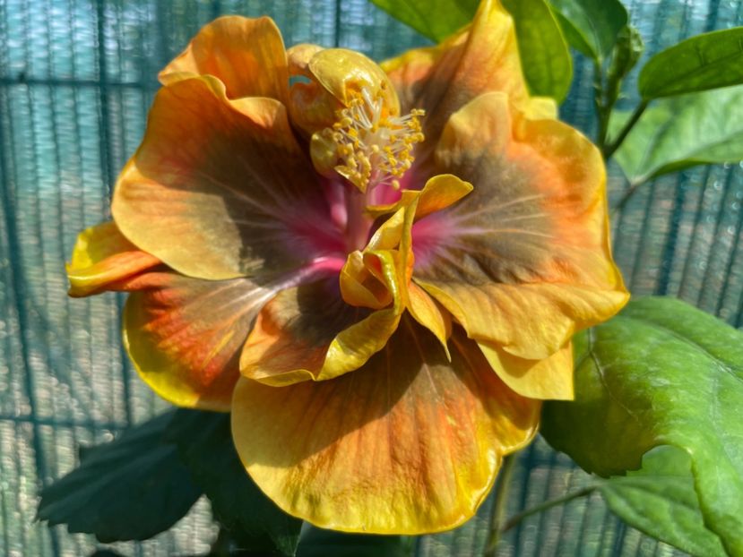  - 001 - Hibiscusi 2024 - 1