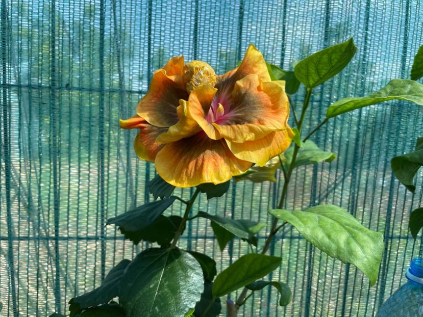  - 001 - Hibiscusi 2024 - 1