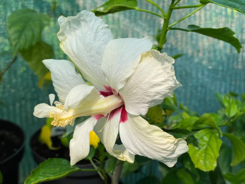  - 001 - Hibiscusi 2024 - 1