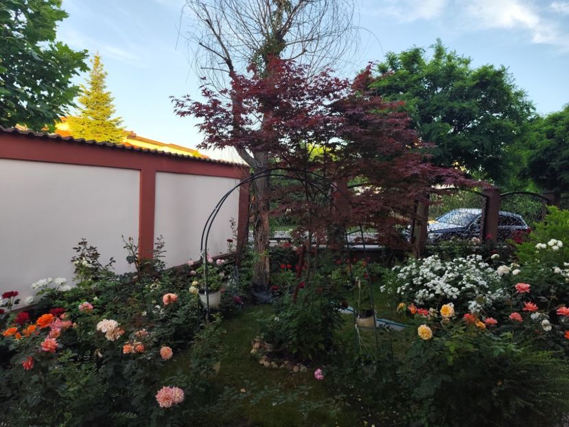  - Grădină vara 2024