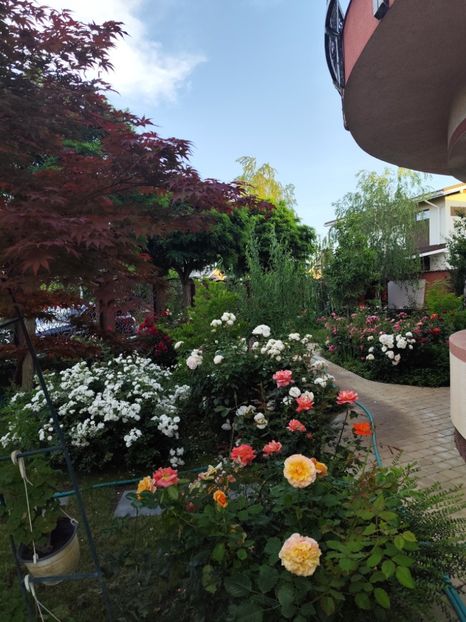  - Grădină vara 2024