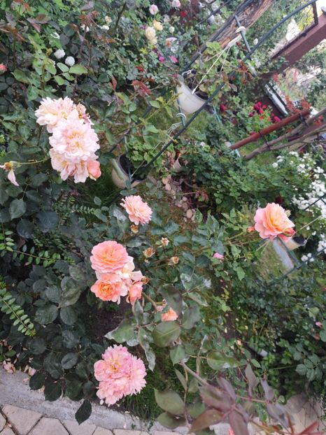  - Grădină vara 2024