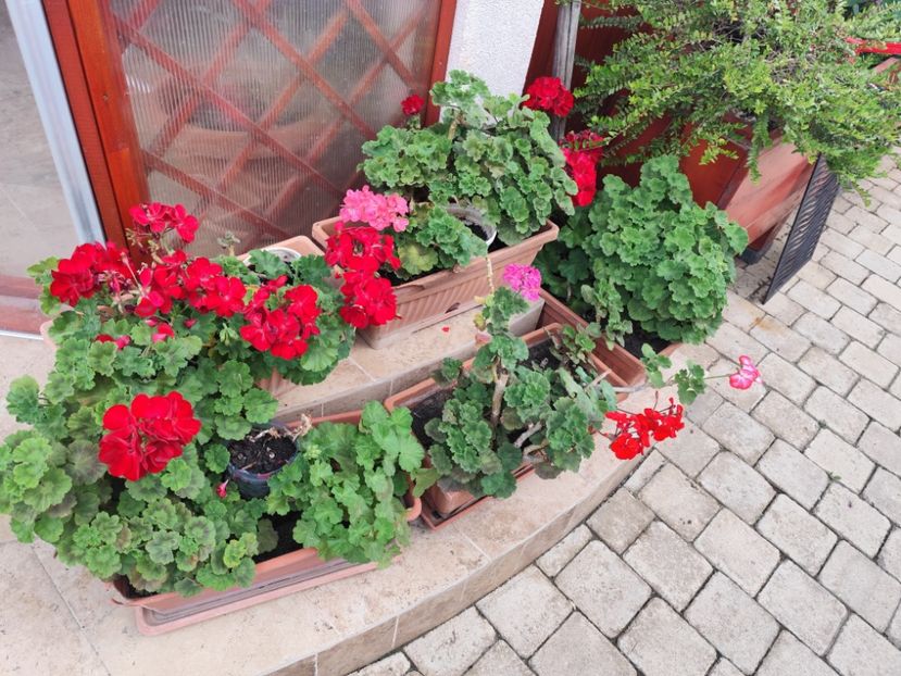  - Grădină vara 2024