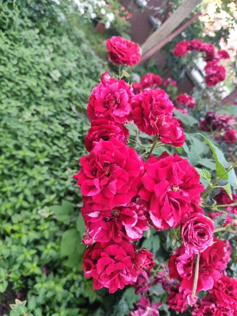  - Grădină vara 2024