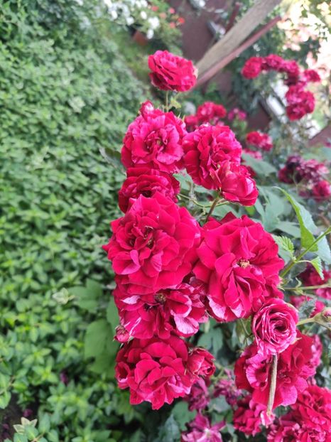  - Grădină vara 2024