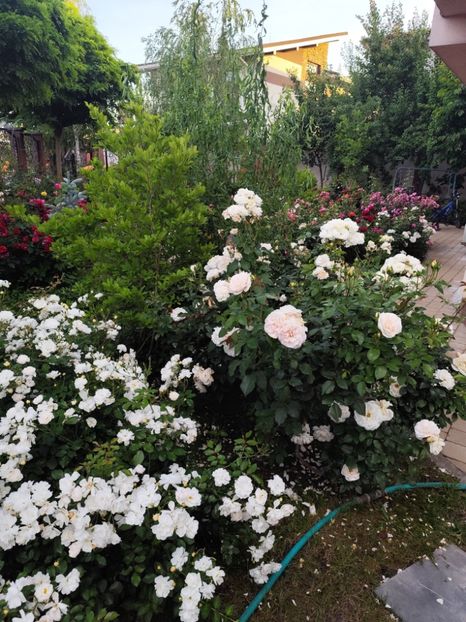  - Grădină vara 2024