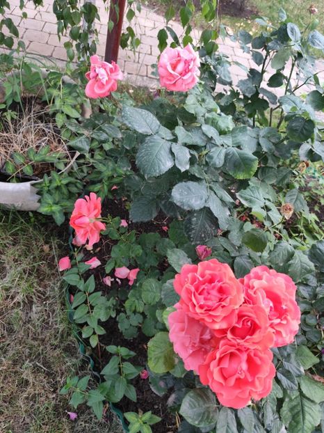  - Grădină vara 2024