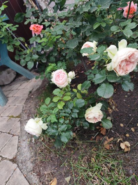  - Grădină vara 2024