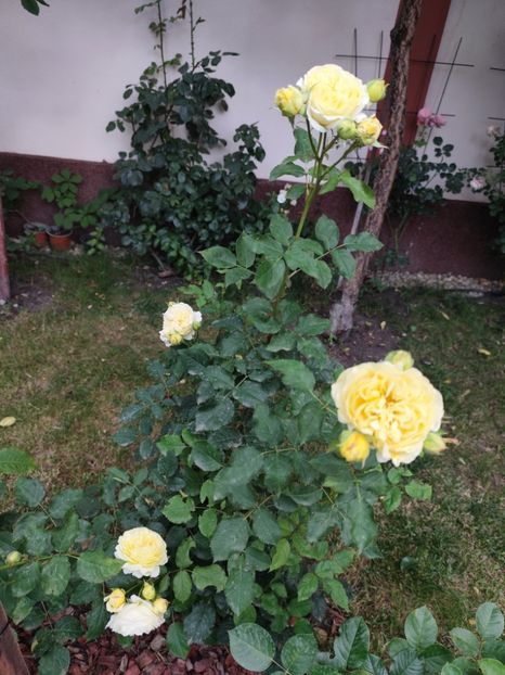  - Grădină vara 2024