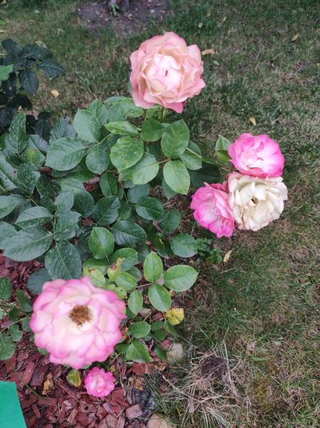  - Grădină vara 2024