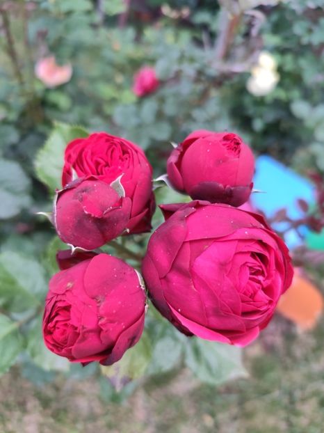  - Grădină vara 2024