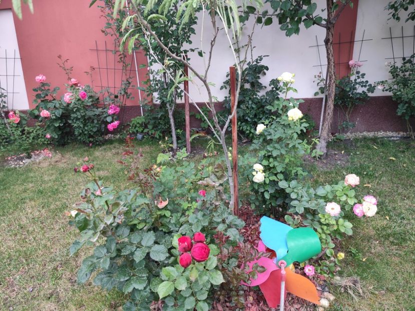  - Grădină vara 2024