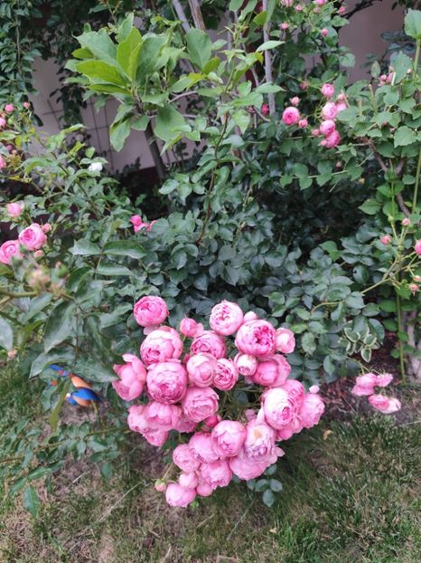  - Grădină vara 2024