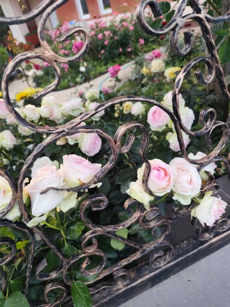  - Grădină vara 2024