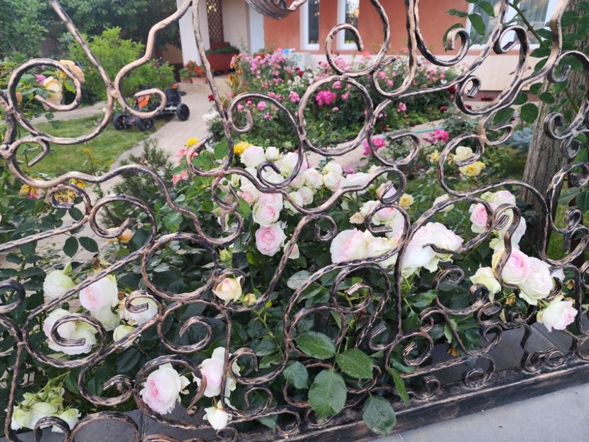  - Grădină vara 2024