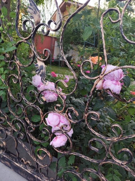  - Grădină vara 2024