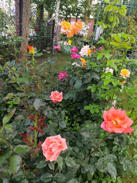  - Grădină vara 2024