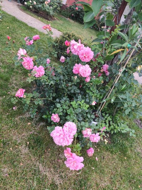  - Grădină vara 2024