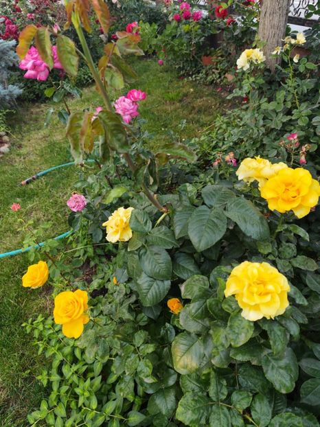  - Grădină vara 2024