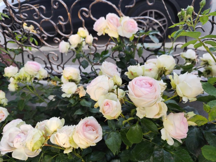  - Grădină vara 2024