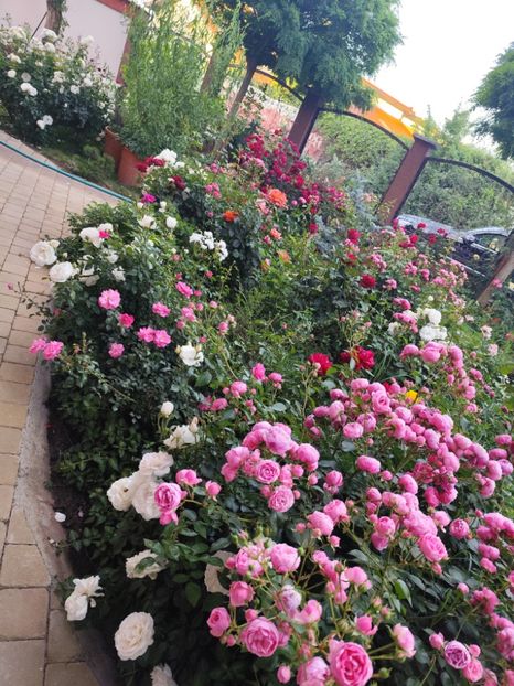  - Grădină vara 2024