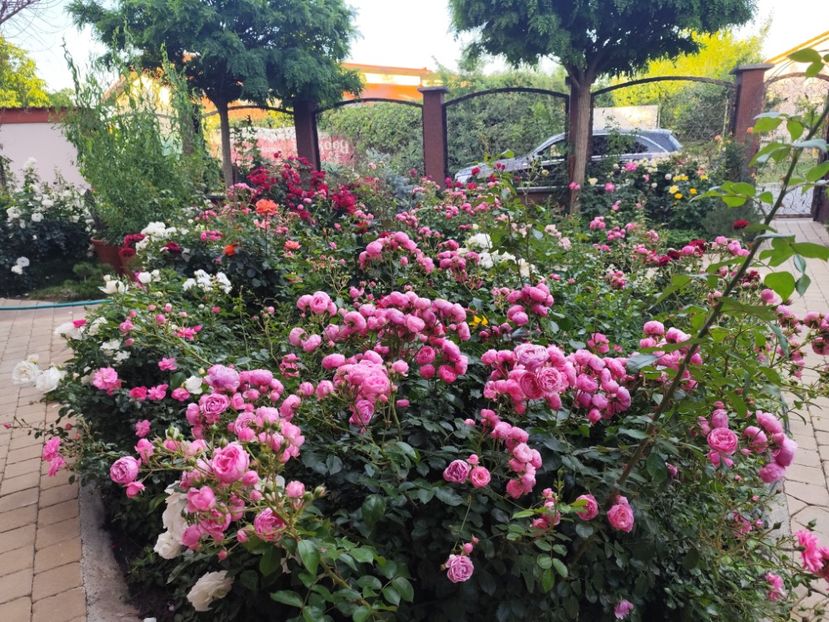  - Grădină vara 2024