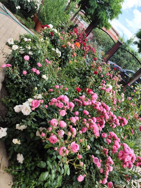  - Grădină vara 2024